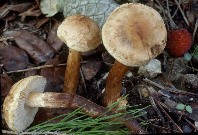 Tricholoma psammopus